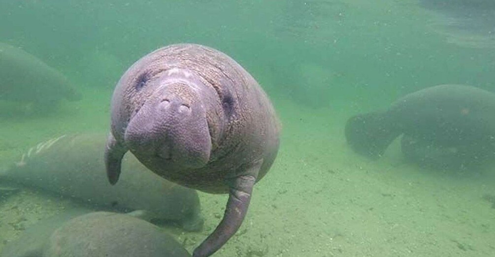 Picture 1 for Activity Bradenton: Anna Maria Island Guided Kayaking Manatee Tour