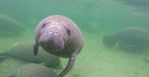 Bradenton: Anna Maria Island Guided Kayaking Manatee Tour