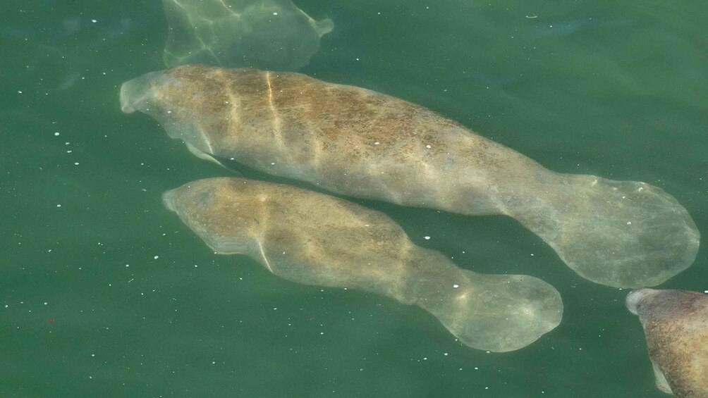 Picture 4 for Activity Bradenton: Anna Maria Island Guided Kayaking Manatee Tour