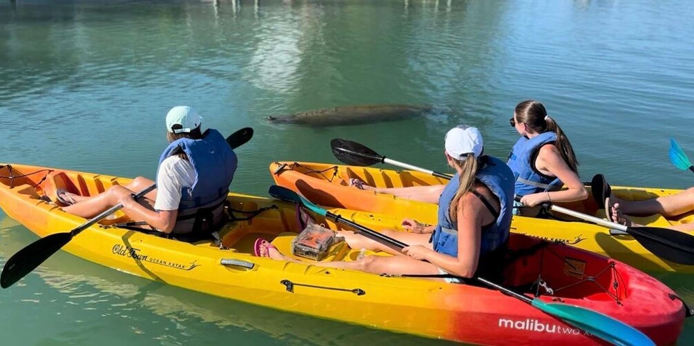 Picture 10 for Activity Bradenton: Anna Maria Island Guided Kayaking Manatee Tour