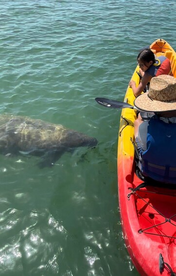 Picture 7 for Activity Bradenton: Anna Maria Island Guided Kayaking Manatee Tour