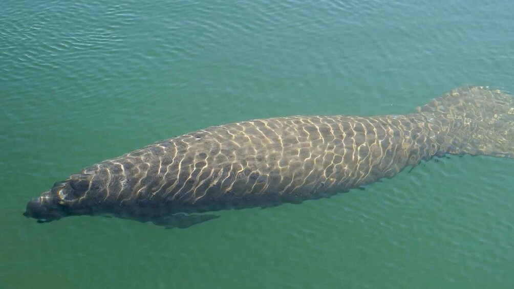 Picture 3 for Activity Bradenton: Anna Maria Island Guided Kayaking Manatee Tour