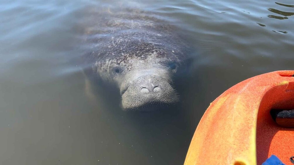 Picture 11 for Activity Bradenton: Anna Maria Island Guided Kayaking Manatee Tour