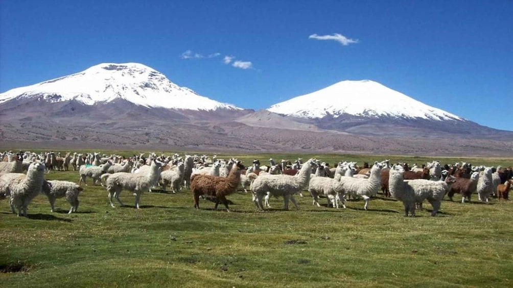 Picture 2 for Activity Lauca National Park and Chungara lake