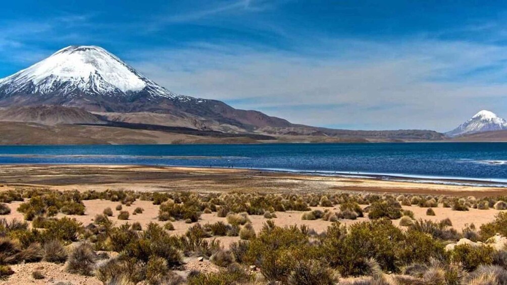 Picture 1 for Activity Lauca National Park and Chungara lake