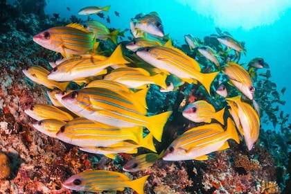 Excursión a Mnemba, isla de Pongwe, cueva de Kuza, Laguna Azul y La Roca