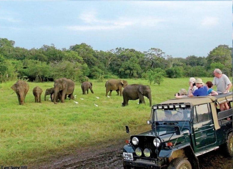 Picture 2 for Activity Hambantota Harbor: Udawalawe Safari & Elephant Transits Home