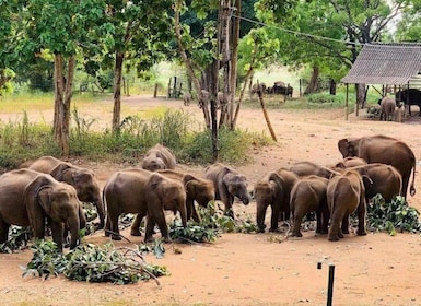 From Hambantota Harbor: Elephant Safari Extravaganza