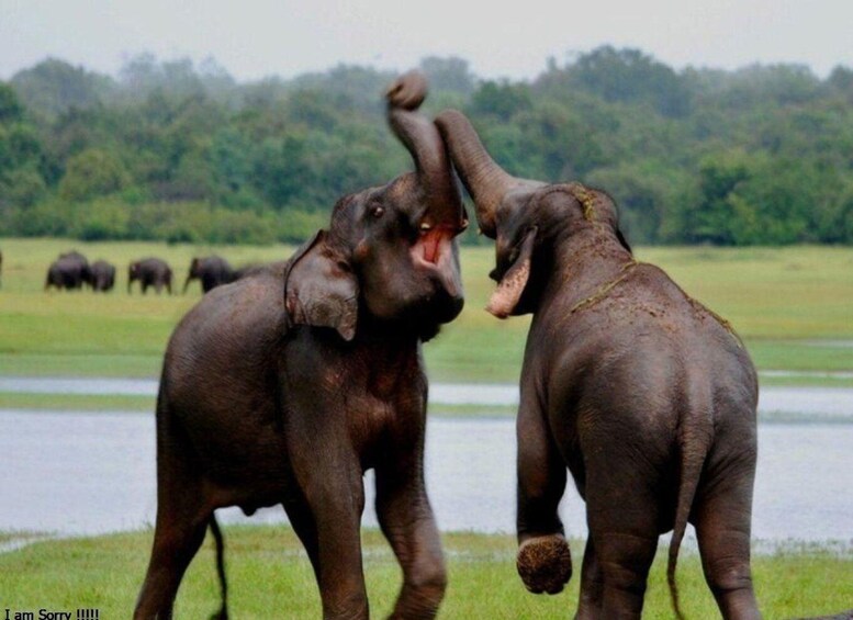 Picture 1 for Activity Hambantota Harbor: Udawalawe Safari & Elephant Transits Home