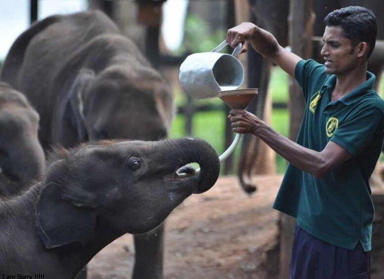 Picture 4 for Activity Hambantota Harbor: Udawalawe Safari & Elephant Transits Home