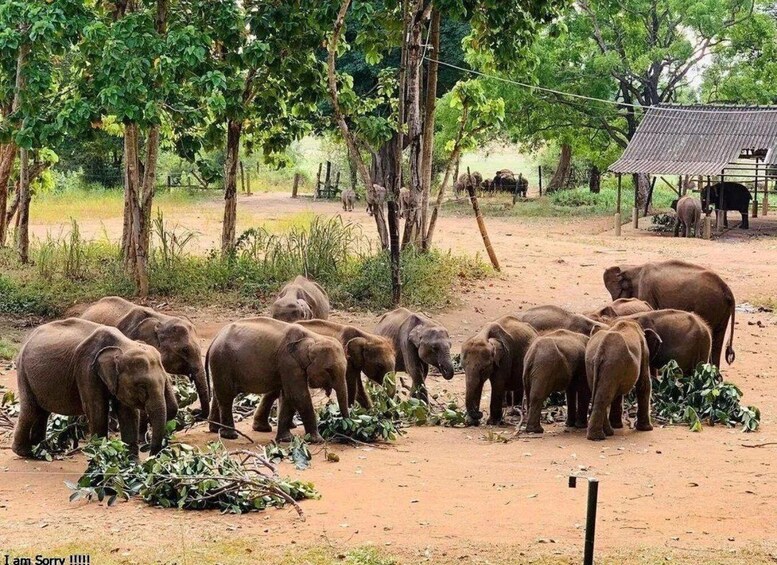 Hambantota Harbor: Udawalawe Safari & Elephant Transits Home