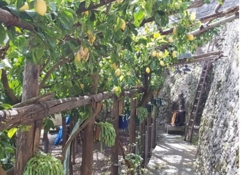 Picture 2 for Activity Lemon Experience with Limoncello demonstration