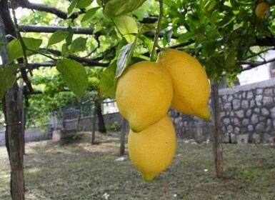 Tramonti: Tour delle limonaie con degustazione di prodotti locali