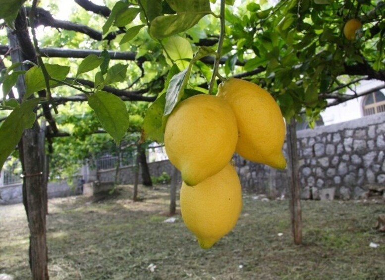 Lemon Experience with Limoncello demonstration