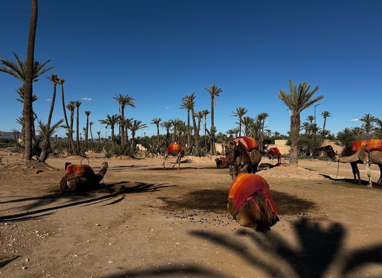 Picture 1 for Activity Sunset Camel Ride trip at Palm Grove Marrakech With Dinner