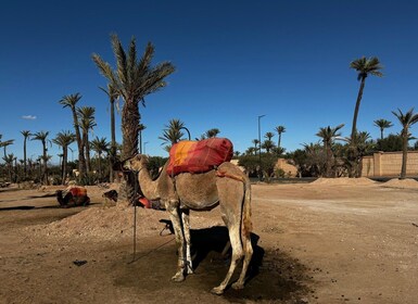 Promenade à dos de chameau au coucher du soleil à la Palmeraie de Marrakech...