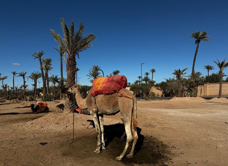 Sunset Camel Ride trip at Palm Grove Marrakech With Dinner