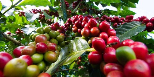 Dagsutflykt till Fairview Coffee Farm i Nairobi med upphämtning