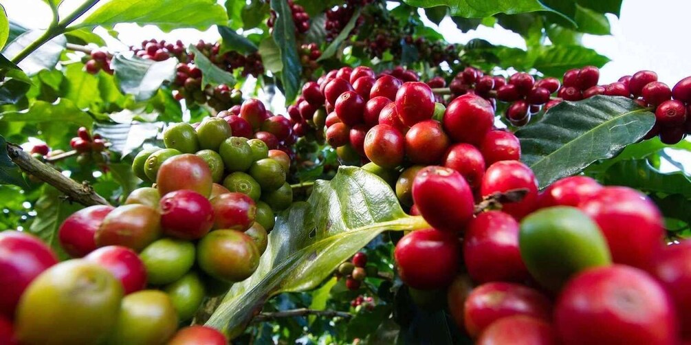 Fairview Coffee Farm Day Tour in Nairobi with Pickup