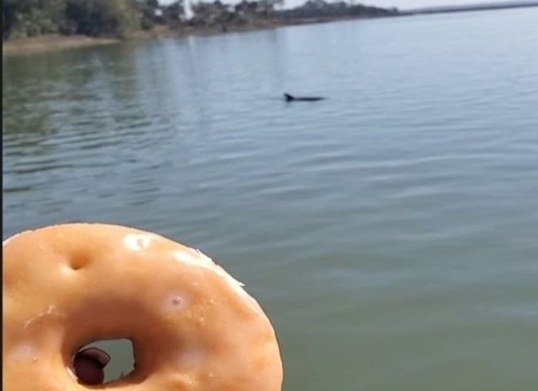 Picture 1 for Activity Hilton Head Island: Dolphin Watching Cruise with Donuts