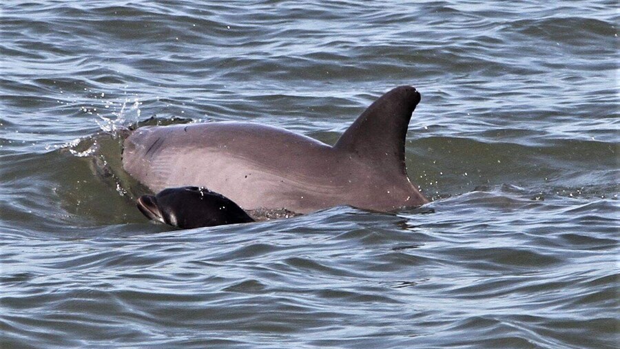 Hilton Head Island: Dolphin Watching Cruise with Donuts