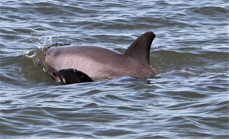 Isla Hilton Head: crucero de observación de delfines con rosquillas