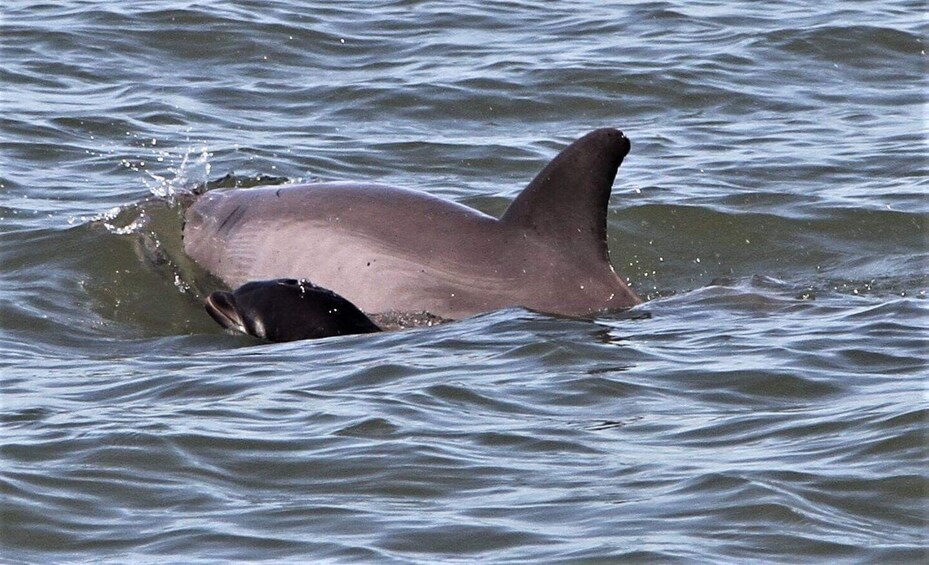 Hilton Head Island: Dolphin Watching Cruise with Donuts