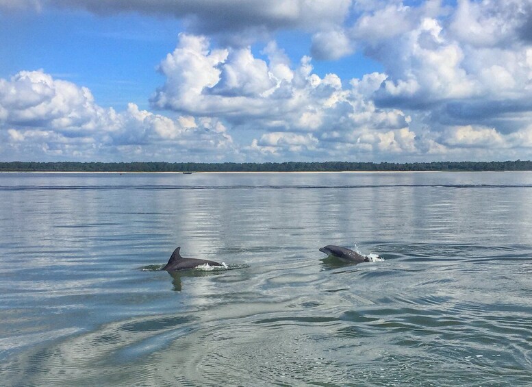 Picture 3 for Activity Hilton Head Island: Dolphin Watching Cruise with Donuts