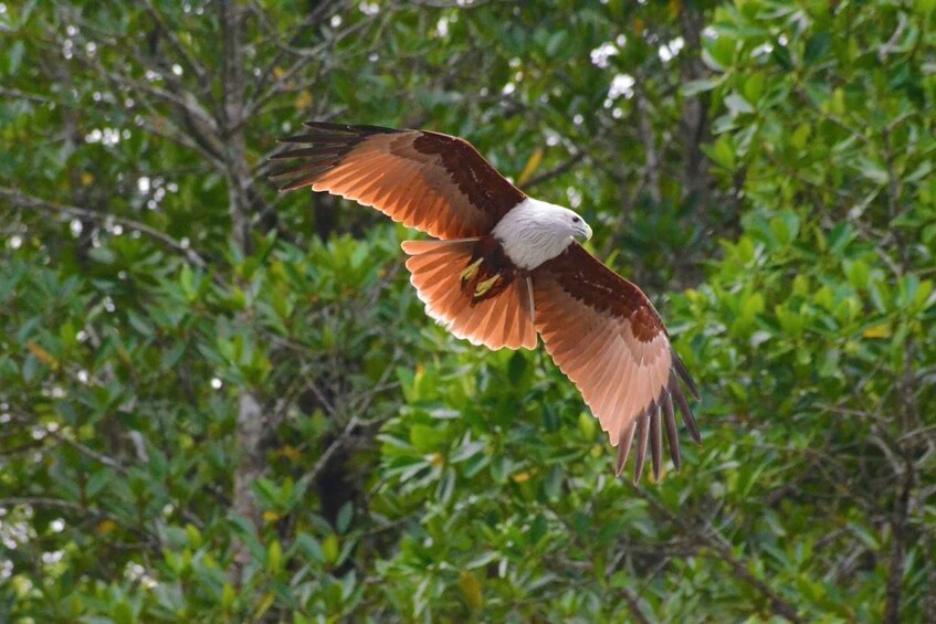 Picture 5 for Activity Johor: Desaru Coast Birdwatching Tour