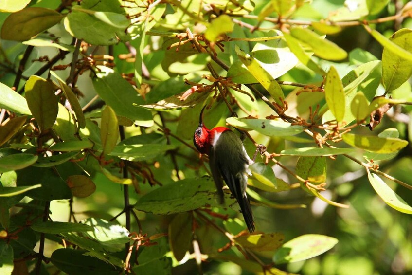 Picture 1 for Activity Johor: Desaru Coast Birdwatching Tour