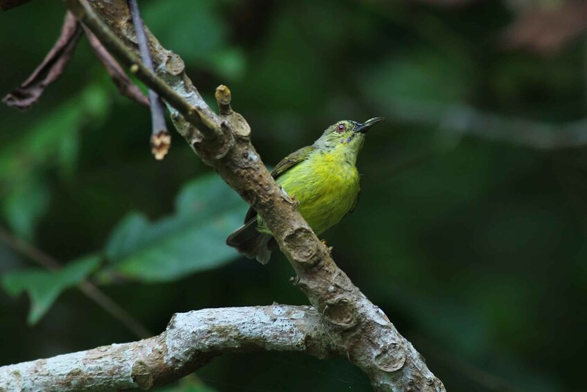 Picture 2 for Activity Johor: Desaru Coast Birdwatching Tour