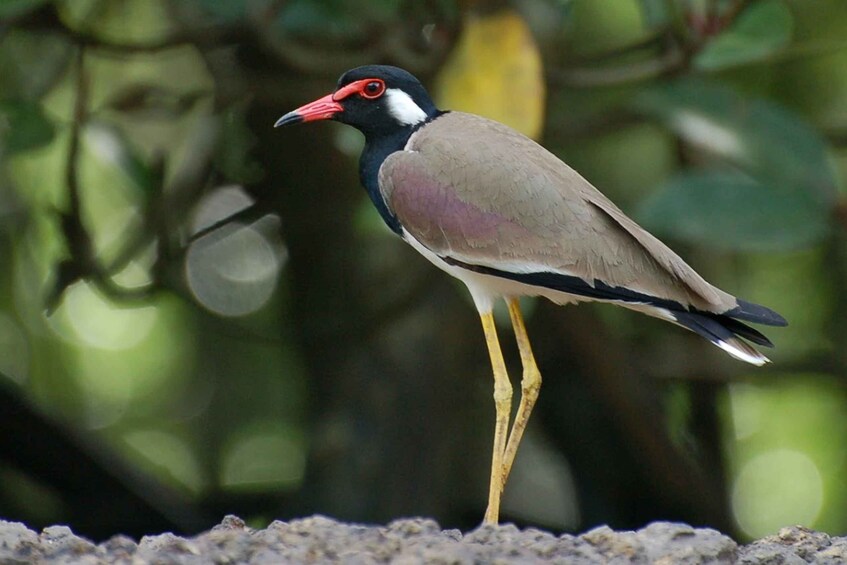 Picture 4 for Activity Johor: Desaru Coast Birdwatching Tour