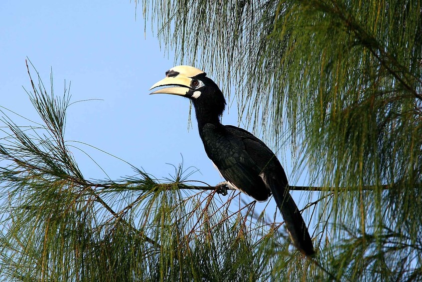 Johor: Desaru Coast Birdwatching Tour