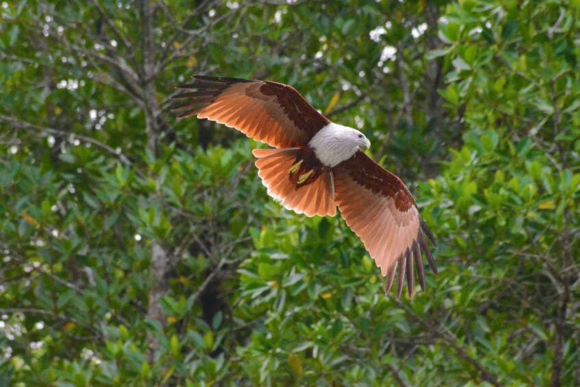 Picture 5 for Activity Johor: Desaru Coast Birdwatching Tour