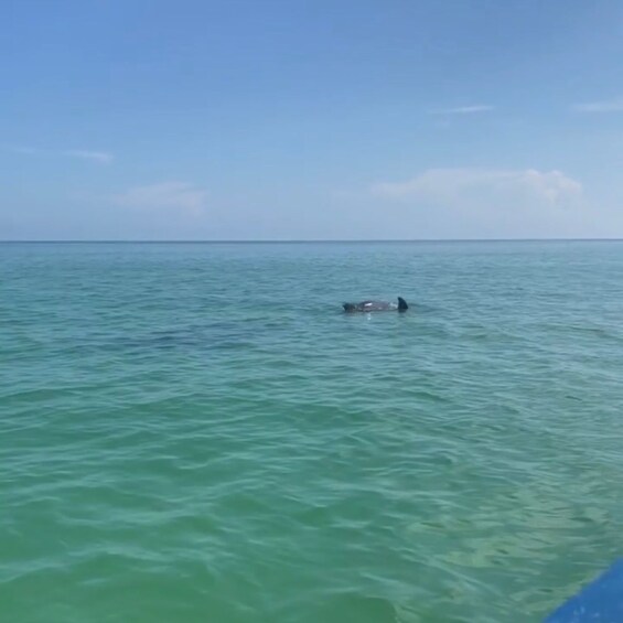 Picture 5 for Activity From Holbox: 3-Islands Wildlife and Swimming Boat tour