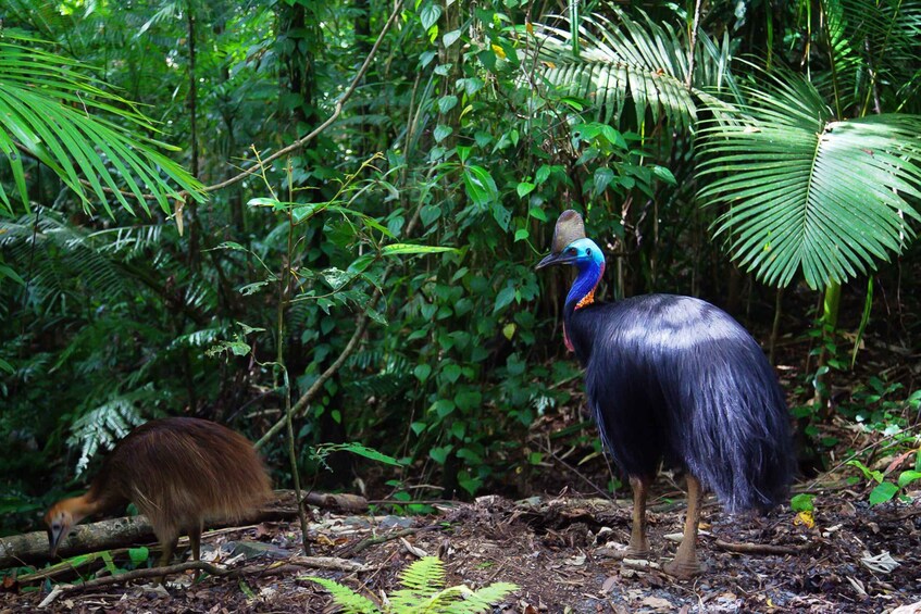 Picture 3 for Activity From Port Douglas: Daintree and Mossman Gorge Day Tour