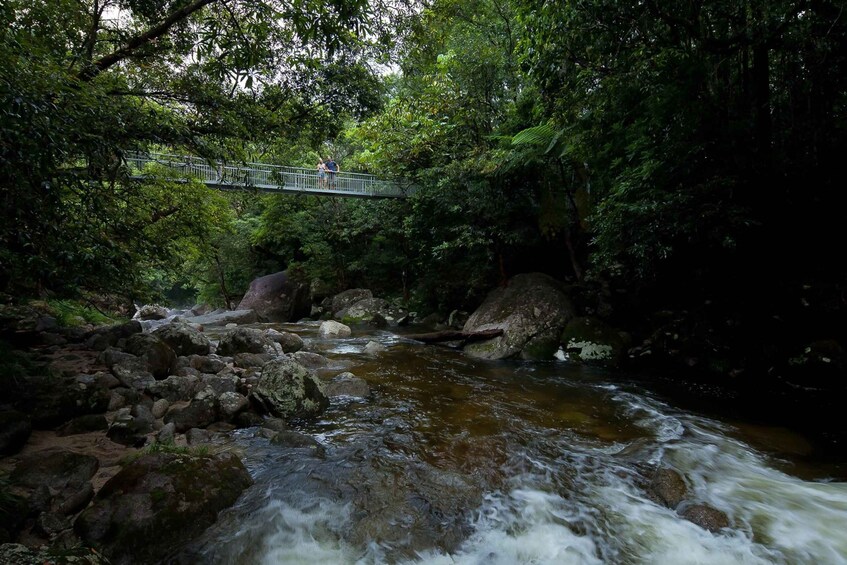 Picture 2 for Activity From Port Douglas: Daintree and Mossman Gorge Day Tour