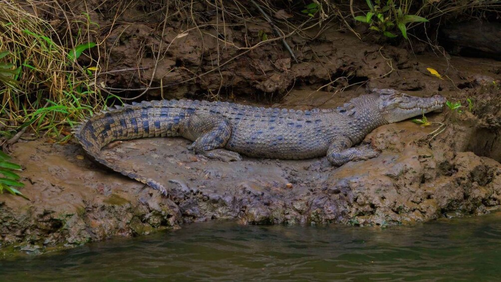 Picture 11 for Activity From Port Douglas: Daintree and Mossman Gorge Day Tour
