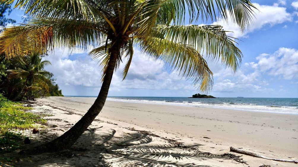 Picture 8 for Activity From Port Douglas: Daintree and Mossman Gorge Day Tour