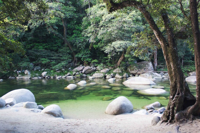 Picture 8 for Activity From Port Douglas: Daintree and Mossman Gorge Day Tour