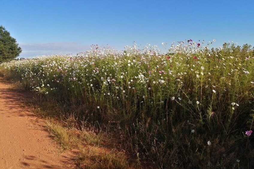 Guided 1-Hour Farm Horse Trail