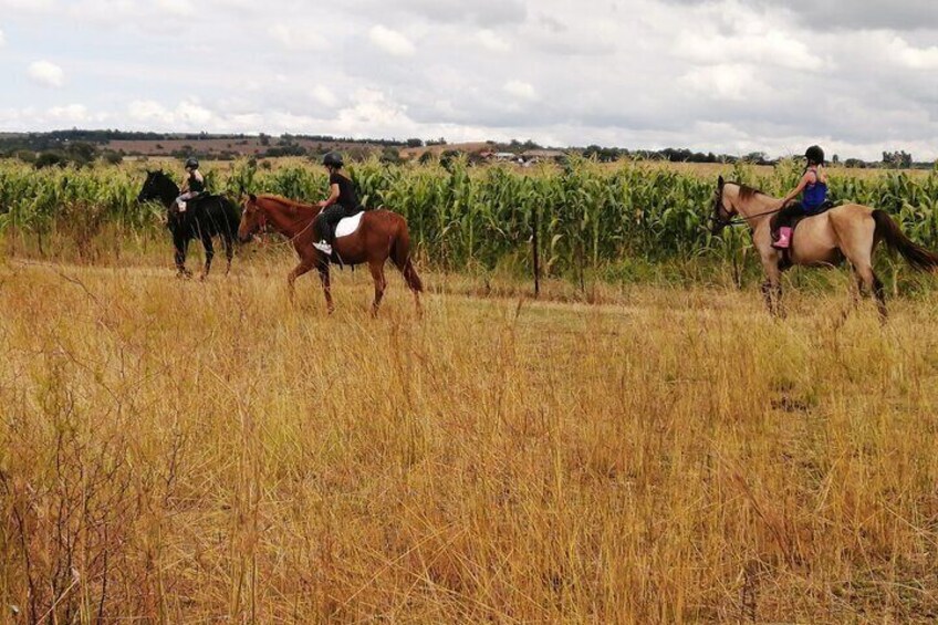 Guided 1-Hour Farm Horse Trail