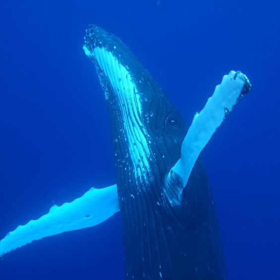 Picture 4 for Activity Tahiti island: Whale watching Experience