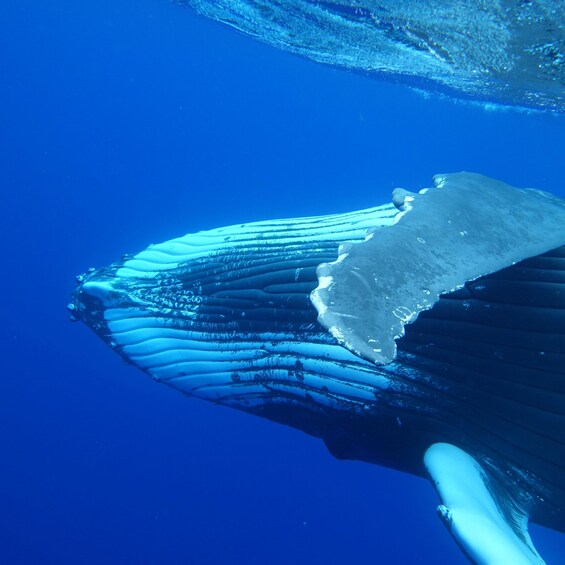 Picture 2 for Activity Tahiti island: Whale watching Experience