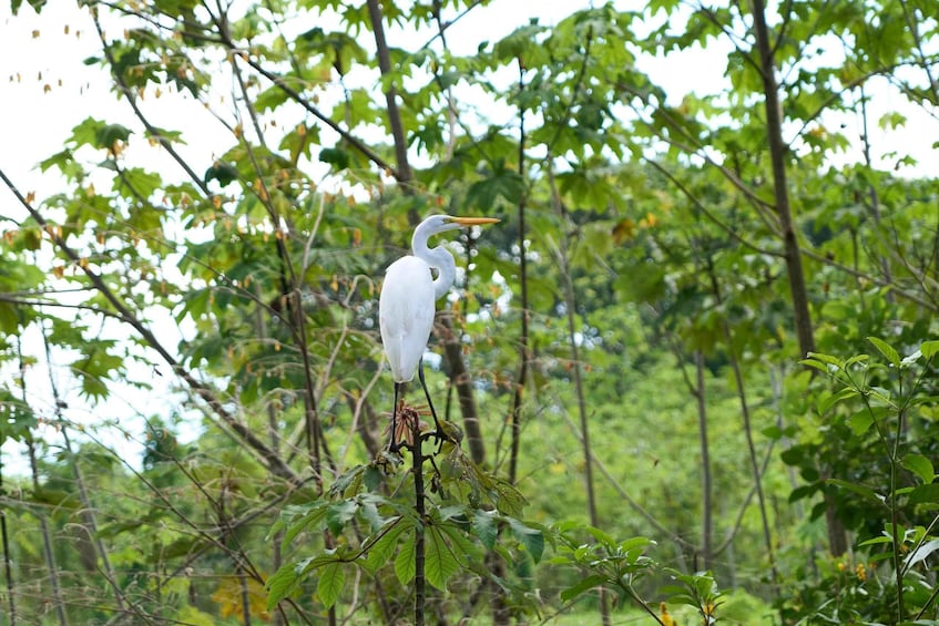 Picture 2 for Activity Iquitos: Amazon Adventure and Expedition Tour | 2 Days