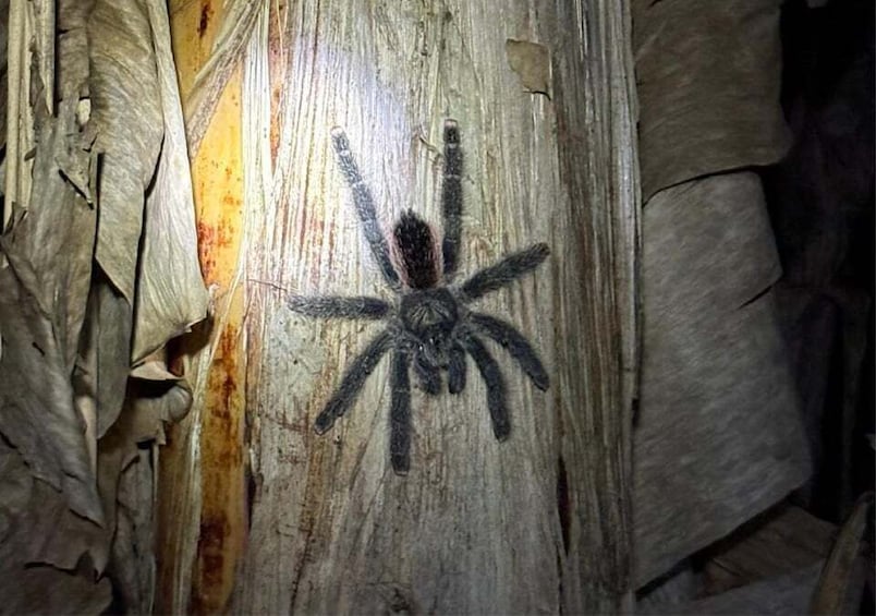 Picture 2 for Activity From Iquitos: Amazon Nature and Wildlife 2-Day Adventure