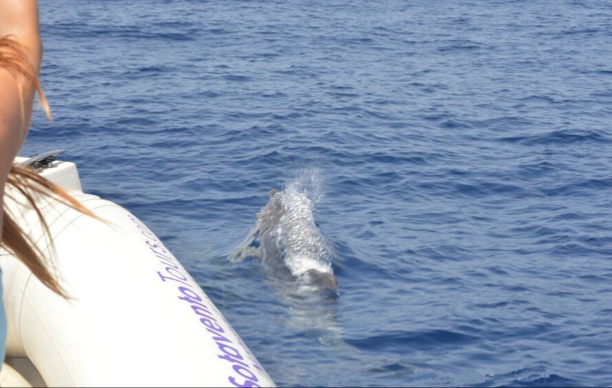 Picture 3 for Activity Dolphin Watching and Marine Wild Life in Faro