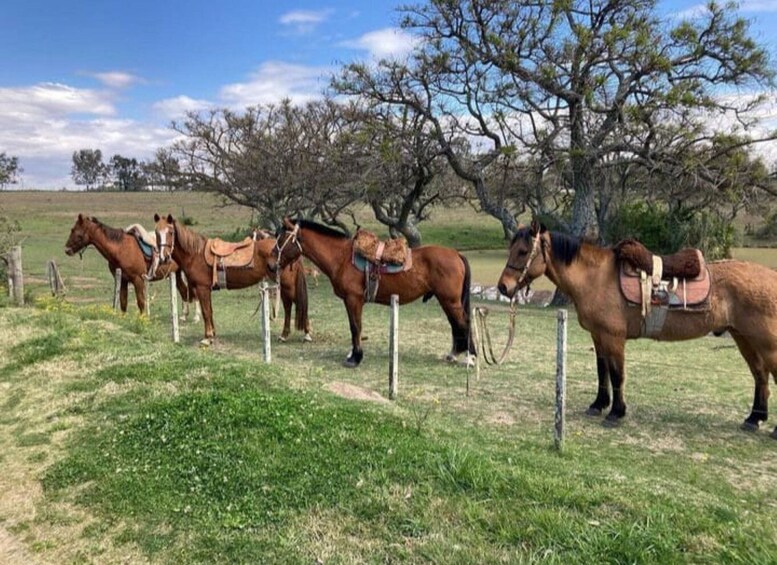 Picture 5 for Activity From Colonia del Sacramento: Horse Ride Experience