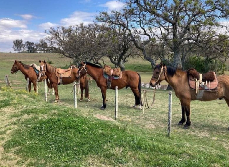 Picture 4 for Activity From Colonia del Sacramento: Horse Ride Experience