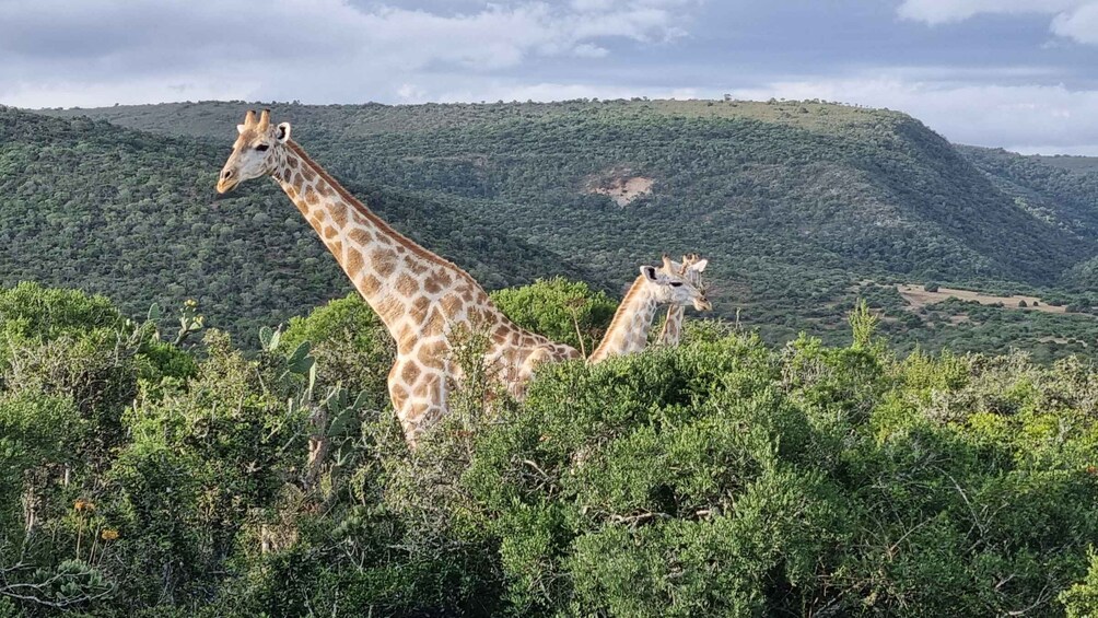 Picture 3 for Activity Addo Elephant Park and Giraffe Walk Full Day Safari